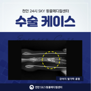천안동물병원 강아지 골절수술 + 천안24시스카이동물메디컬센터