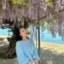 경남 남해 등나무꽃 목향장미 국내 5월 꽃여행 명소