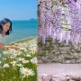 "5월 꽃이 이렇게나 많았어?!"...놓치면 100% 후회하는 5월 봄꽃 여행지 TOP 6