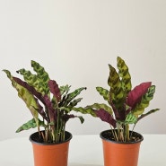 칼라데아 인시그니스 토분에 옮기기 홈가드닝 식물 추천