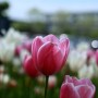 대전 한밭 수목원 봄 꽃나들이