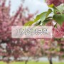 미사경정공원 겹벚꽃 (2024. 04. 22)