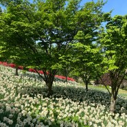 [충남/아산] 아산 피나클랜드 튤립 봄꽃축제