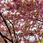 [10년 전 오늘] 왕벚꽃 개화 / 왕벚꽃이 아름다운 사찰 / 서산 문수사