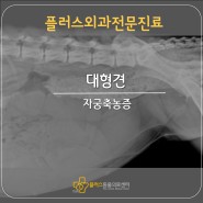 [대구24시동물병원] 대형견 자궁축농증