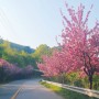 올해도 서산은 온통 핑크빛 세상, 상왕산 개심사 가는 겹벚꽃 길 탐방(2024.04.25.)