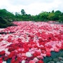 [일본 봄꽃 축제/마쓰에]연못을 가득 채우는 유시엔 모란 축제😍
