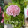 딸기 제라늄, 스봉 시리즈 / 베란다정원