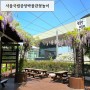 등나무꽃 개화시기 서울꽃놀이명소 국립중앙박물관