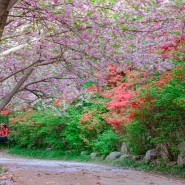 전주 완산공원 칠봉꽃동산 겹벚꽃명소 철쭉의 조화