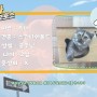 [평택,송탄,오산 동물보호소] 스코티쉬폴드 고양이 흑미의 입양을 도와주세요