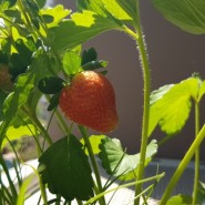 [베란다텃밭] 올해도 베란다 딸기밭에 딸기가 익어가요