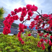 정원의 봄꽃 - 생사의 기로에서 살아난 능수복숭아(능수홍도화, 수양홍도화)의 아름다운 꽃