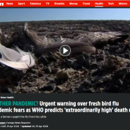 코로나 보다 더 크고, 치사율 높은 팬데믹이... Risk of bird flu spreading to humans is ‘enormous concern’, says WHO