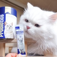 고양이유산균 마이펫푸 프로바이오틱스 고양이설사 변비 면역력까지 챙기기