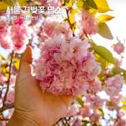 서울 겹벚꽃 명소 보라매공원 주차 서울 꽃구경 나들이