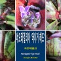 네오레겔리아 '타이거 헤드' [Neoregelia ‘Tiger Head’] 꽃 파인애플과 상록관엽식물 착생식물