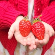 미당베리팜 제천 딸기체험 가능한 곳