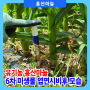유기농 홍산마늘 6차 미생물 엽면시비 후 모습(4.28)