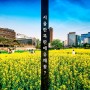 서울 유채꽃 명소? 열린송현녹지광장