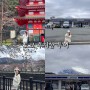 도쿄 후지산투어 당일치기 여행 코스 + 센겐공원 오시노핫카이 가와구치코역