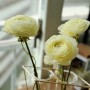 라넌큘러스 꽃말 하늘하늘 구근식물 키우기
