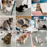 [대전] 귀여운 고양이들이 있는 둔산동 고양이 카페 "냥다방"