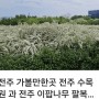 4월 5월 이팝나무 와 조팝나무의 다른점과 (전주 수목원 이팝나무 꽃길 가볼곳)
