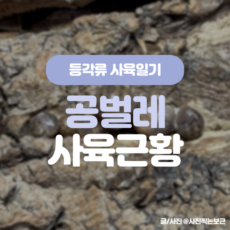 240428 추억이 많은 나만의 최애 공벌레 헬레리아 브레비코르니스(Helleria brevicornis) 데려왔어요 ...