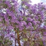 포르투갈 마데이라 생활 -요즈음의 이곳의 꽃나무