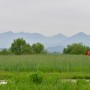 함안 강나루 생태공원 청보리밭 등나무 꽃 작약 5월 함안 여행지 추천