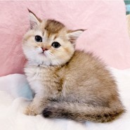 고양이자체브리딩으로 유명한 캣파라다이스~파주고양이분양