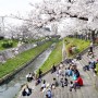 일본 자유여행 벚꽃 찾아 야마자키강 벚꽃길