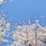 [4월] 벚꽃 잔뜩 🌸봄🌸 일상일기