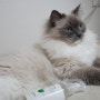 고양이 스트레스 해소 고로롱 캣닢 스프레이 반응 좋은 고양이용품