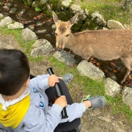 두돌 아기랑 해외여행 여행가기 좋은 나라 일본나라 나라 사슴공원 4월 후기