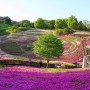 경상도 여행 산청 꽃잔디 축제 생초국제조각공원