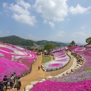 산청 생초국제조각공원 꽃잔디 축제.....4월16일