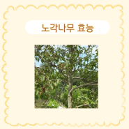 노각나무 효능 노각나무꽃 열매
