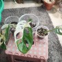 식물일기 -몬스테라 무늬 아단소니 삽수