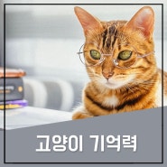 고양이 기억력 어느정도일까?