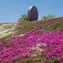 산청 생초 국제조각공원 꽃잔디축제 연분홍동산