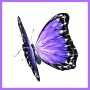 나비처럼 훨훨🦋 나비 개체 묘사