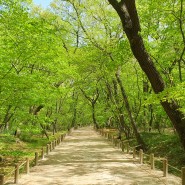 함양 상림공원....4월16일