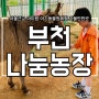 서울근교 부천 나눔농장 아이랑 아기동물원체험 후기