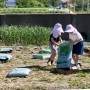 주말농장 시작 로타리치기 비닐씌우기 토종옥수수 파종