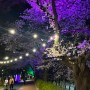 서울 중랑천 벚꽃 🌸 장안벚꽃길 야경 밤벚꽃 예쁘다