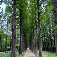하늘공원 메타세콰이어길 가는법 서울 주말 가볼만한곳 강아지 산책로