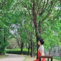 대전 피크닉 나들이가기 좋은 들의공원, 지금 이팝나무 만개