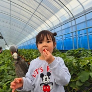 남양주 아이와 가볼만한곳 실내 딸기농장 체험 유기농 딸기나라